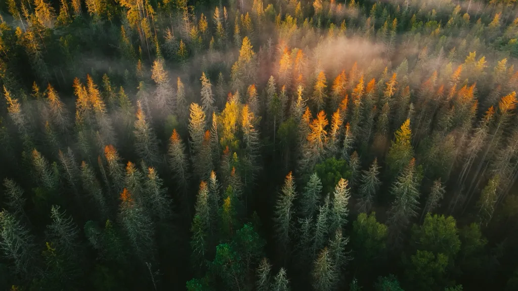 Landskapsbild